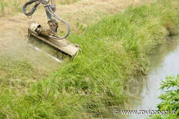 Sfalcio dell'erba, ditte al lavoro entro la settimana - RovigoOggi.it