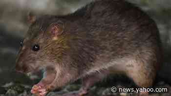 Coronavirus: Why more rats are being spotted during quarantine