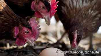 Hennen so fleißig wie nie: Rekord beim Eier legen - Süddeutsche Zeitung