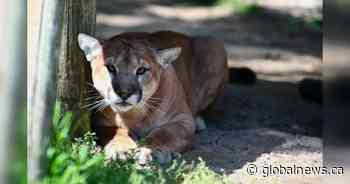 Jethro the cougar dies from heart disease at the Saskatoon zoo - Global News