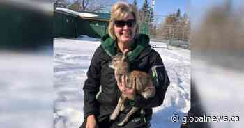 Saskatoon zoo welcomes baby sheep, new manager - Global News