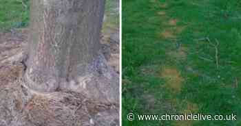 Hunt for 'deplorable' Kingston Park tree poisoner