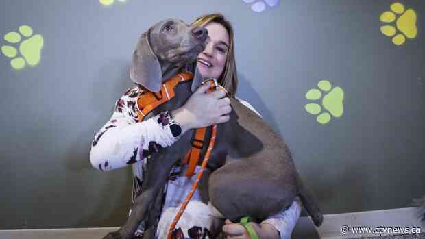 Canadians urged to include pets in their COVID-19 emergency plans