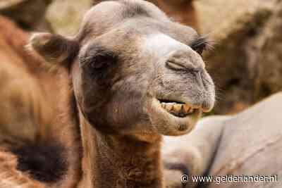 Gesloten dierenpark in financiële nood biedt dieren ter adoptie aan: ‘Kameel kost 600 euro’