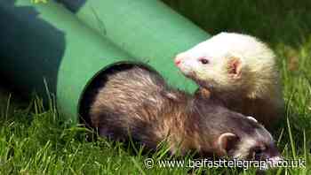 Ferrets ‘could help in development of coronavirus treatments and vaccines’