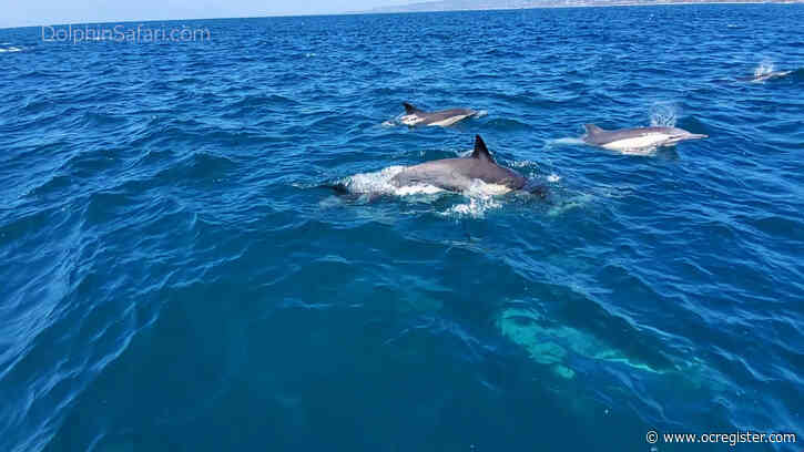Live from the ocean: Whale watching company streaming virtual tours to help with coronavirus isolation