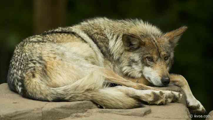 Cattle conflicts prompt killing of endangered Mexican wolves