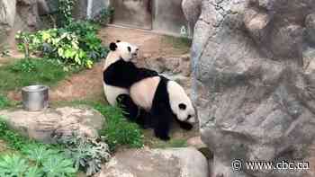 Giant pandas finally mate after park closed due to coronavirus