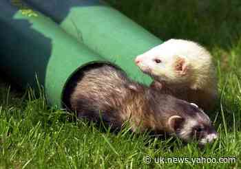 Ferrets could be key in race to find vaccine and treatments for coronavirus