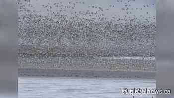 Southern Alberta bird watcher discovers unique bird species among estimated 60,000 snow geese