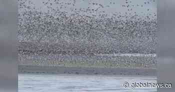 Lethbridge bird watcher spots goose with Russian background among estimated 60,000 birds