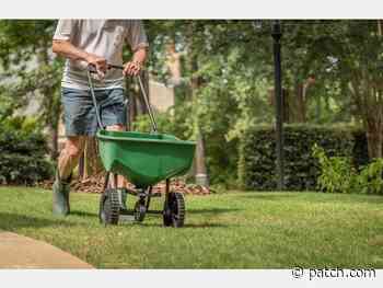 How To Get A Green Lawn In Maryland: Seeding Or Sodding - Patch.com