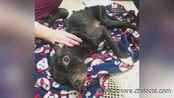BARCS: Dog Named Sophie Found 'Lifeless' In West Baltimore, Fighting For Her Life - CBS Baltimore