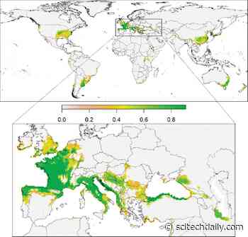 Asian Hornets Are Invading Europe – Here’s What It’s Going to Cost