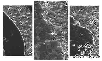 Surprising Secret to Making Stronger Concrete: Sewage