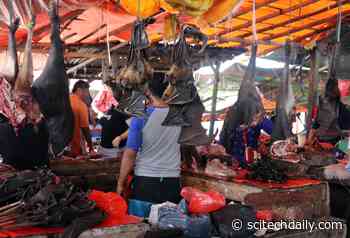 Virus Spillover, Wildlife Extinction and the Environment – It’s All Interlinked