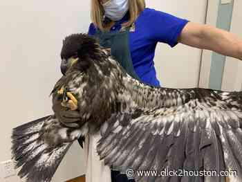 WATCH: Bald eagle injured after falling from nest in Houston-area town - KPRC Click2Houston