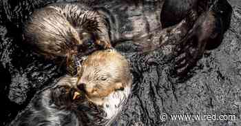 Best Streaming Content for Kids: Animal Cams, Story Hours, and More