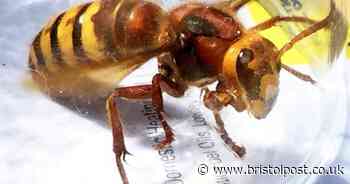 Giant Asian Hornets that can kill with one sting are coming to the UK