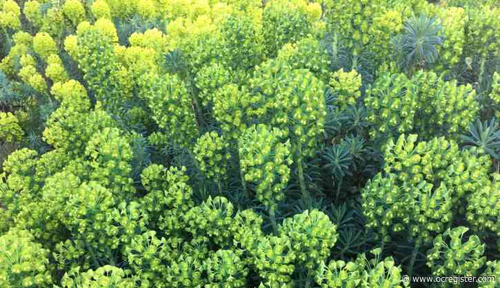 Why gardening during safer at home guidelines can be a healthy activity
