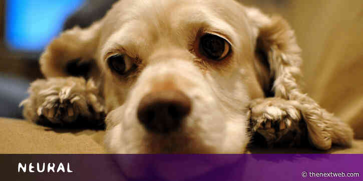 These AIs think they can translate your dog’s barks