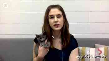 Adopt a Pet: Saskatoon SPCA operating during the COVID-19 pandemic