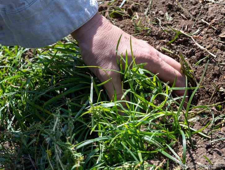 Master Gardener: How to control the weeds in your yard