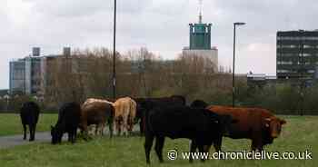 'Very distressing' scenes as cow dies on Newcastle's Town Moor
