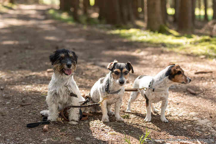 Darum ist eine Hundehaftpflicht mehr als nur eine gute Idee