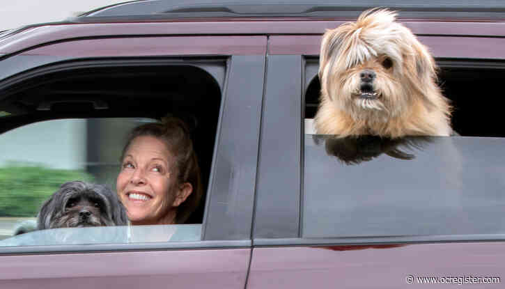 Tustin business women’s passion for pups helps drive away coronavirus blues