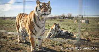 Why ‘Tiger King’ Is Not ‘Blackfish’ for Big Cats