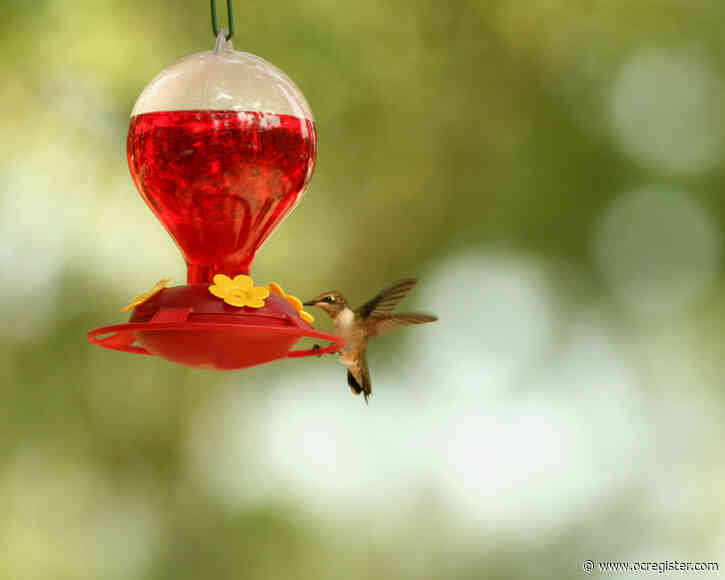 Keep your hummingbird feeders filled and more you can do in the garden