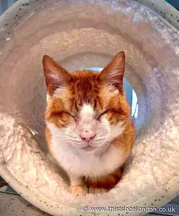 Blue Cross launch 'no judgment' appeal after blind cat abandoned in Merton