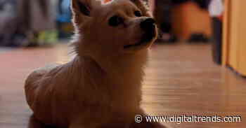 A tiger caught coronavirus. Are house pets vulnerable too?