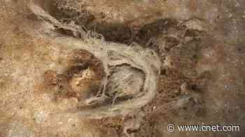 Ancient string shows Neanderthals were into fiber technology, scientists say     - CNET