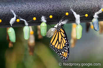 Is Hand-Rearing Butterflies Actually Helpful to Monarch Populations?