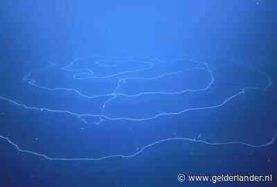 Biologen verbijsterd na ontdekking langste ‘kwalsliert’ ooit