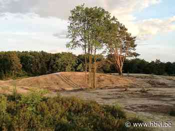 Vijvers en duinen in natuurgebied De Maten na drie jaar in ere hersteld - Het Belang van Limburg
