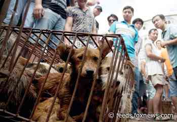 China finally changes status of dogs from 'livestock' to 'pets'