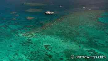 Bleaching on Great Barrier Reef more widespread than ever
