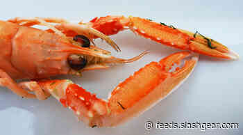 Lobsters are turning ocean pollution into harmful microplastics