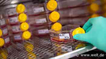 Hoffen auf den perfekten Test – so weit sind wir vom Durchbruch entfernt