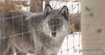 Alberta wolfdog sanctuary appeals for support to survive COVID-19 pandemic