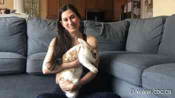 Calls for rabbit rescues multiplying like, well, rabbits since pandemic hit