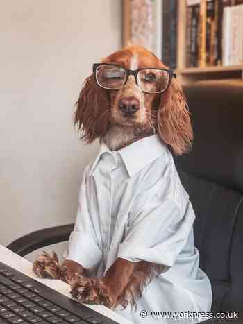 Dogs in York invited to share lock down stories
