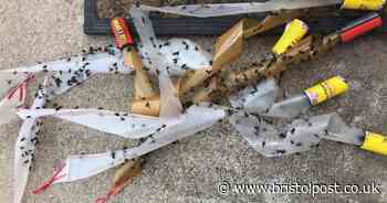 Thousands demand action as fly plague sweeps across Bristol