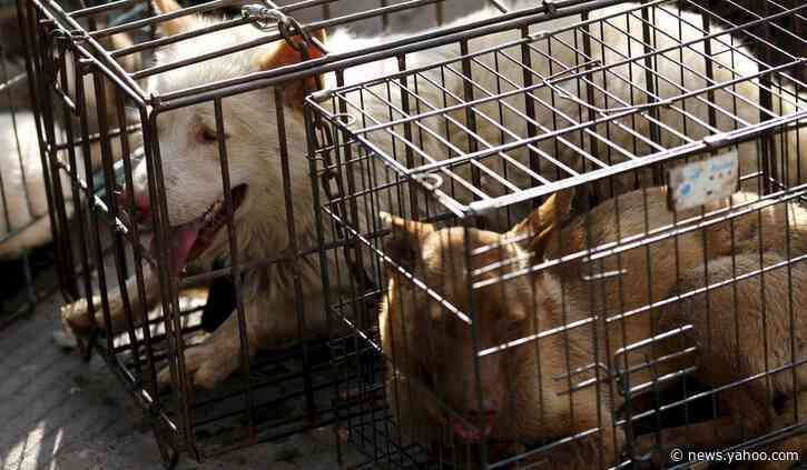China Reclassifies Dogs from Livestock to Pets in Response to Coronavirus