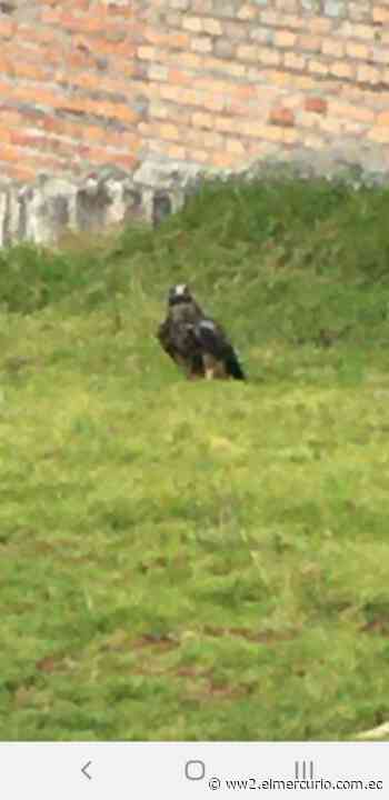 El águila Verónica visitó Tarqui y expuso su buen estado a quienes la cuidaron - El Mercurio (Ecuador)