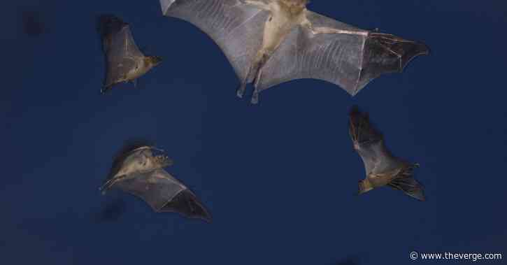 To prevent the next pandemic, scientists search for animal zero