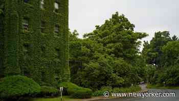 Why Teaching Literary Arts Over Zoom Doesn’t Quite Work - The New Yorker